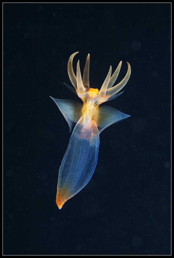 有哪些比较萌(不怎么骇人)的深海动物?