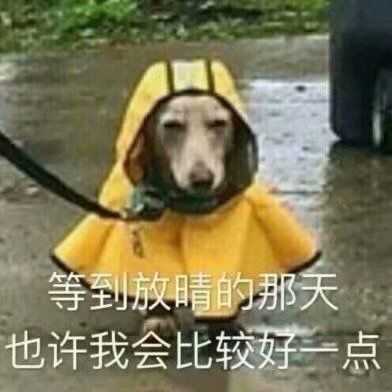 有哪些情人节适合单身狗发的表情包?