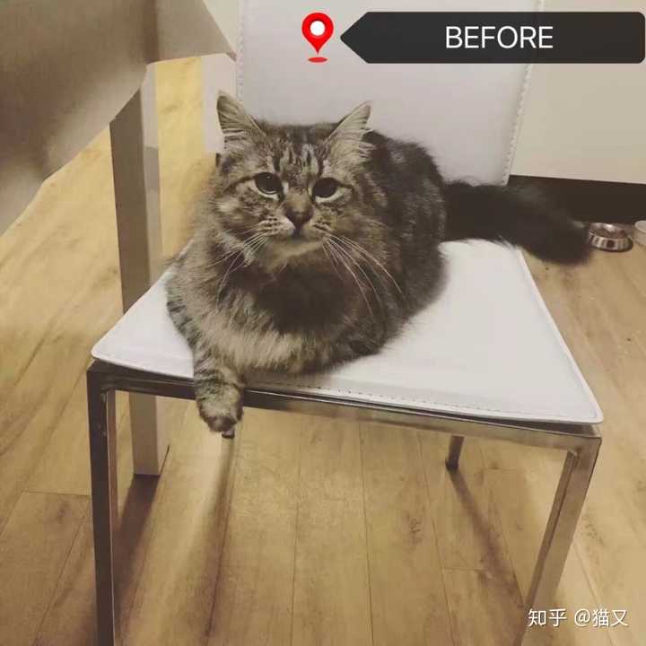 被一只五公斤的猫踩一脚,压强有多大?