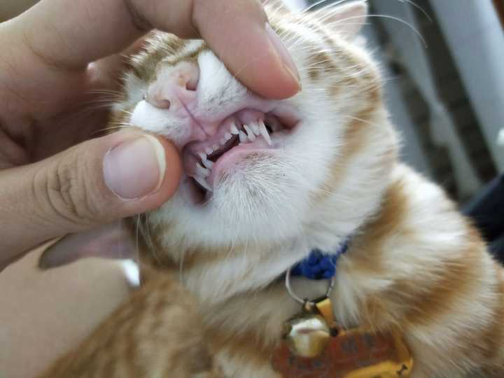 猫的牙齿是什么样子的?