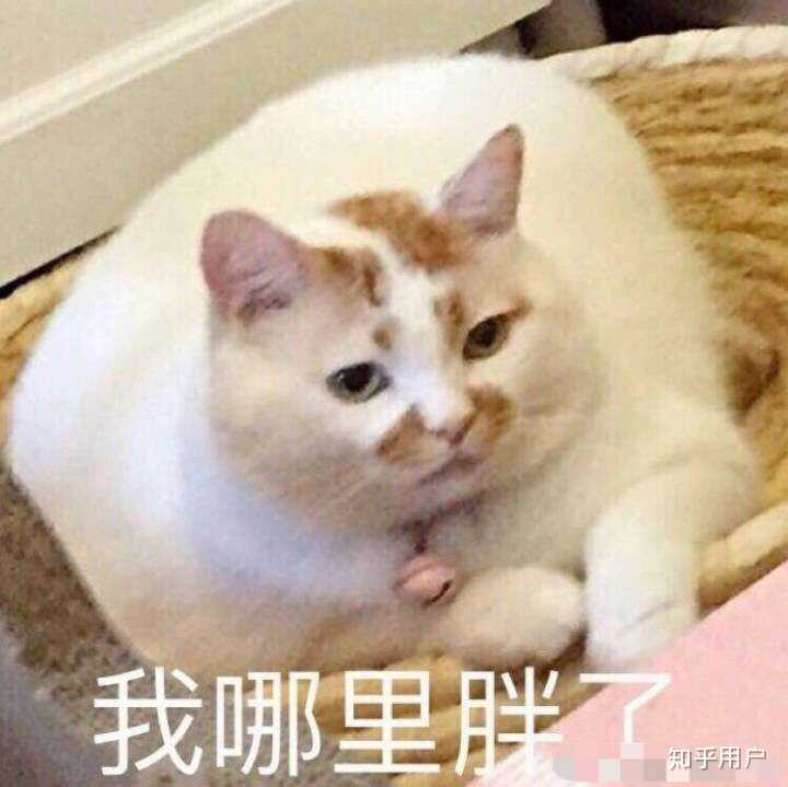 万能表情包?excuse me,当然要举爪我们可爱的楼楼小猫咪了.
