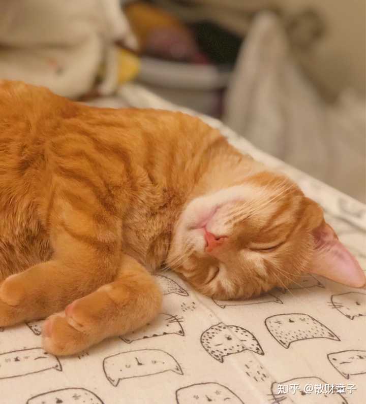 国外的橘猫或者狸花猫真的上万一只吗?