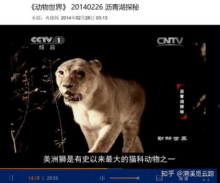 古美洲狮(american lion)想象图