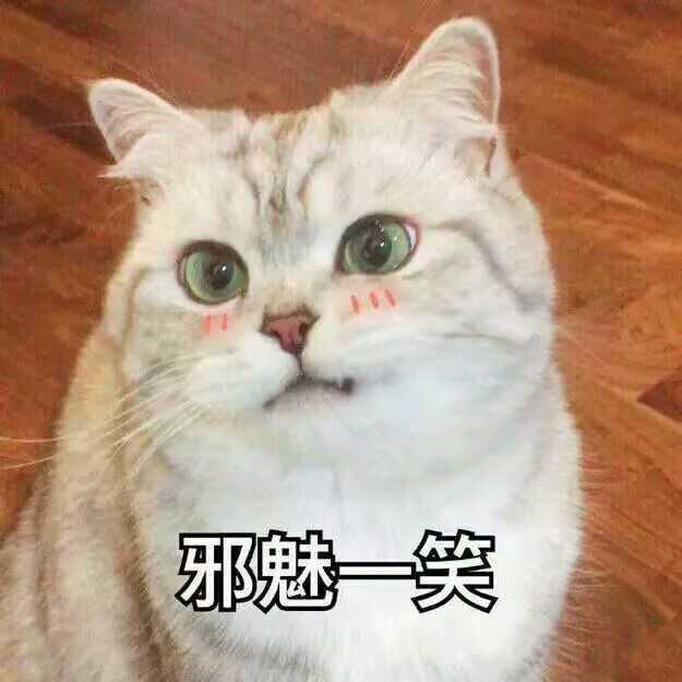 有哪些可爱到哭泣的猫咪图片或者表情包?