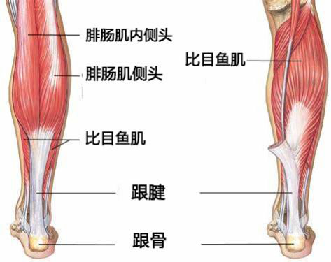 比目鱼肌(指小腿后面的一块扁平肌肉)和腓肠肌(小腿后方的一块大肌肉
