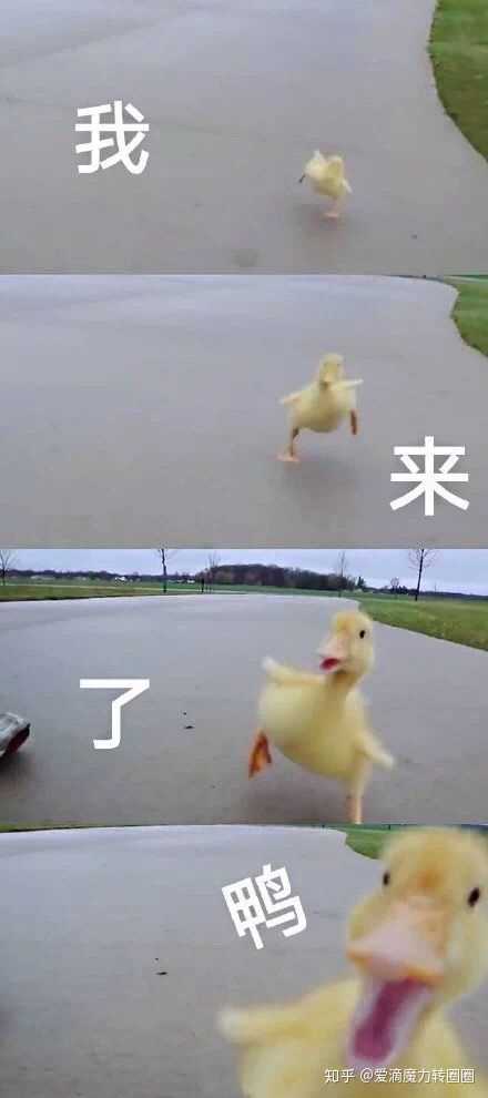 你们那些超可爱的二哈,鸭子和猫的表情包哪来的呀?