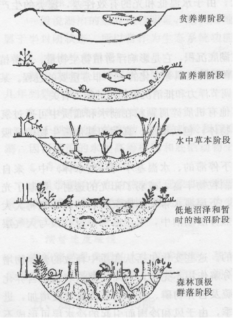 富营养化本身是一个自然现象,它是湖泊演化过程中的一个