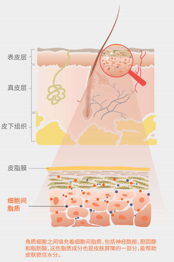 皮肤最外层由皮脂膜和角质细胞组成