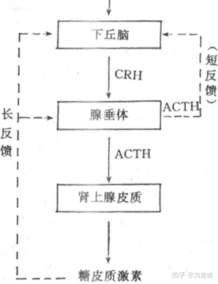 长期大量使用糖皮质激素的患者,为什么不能突然停药?