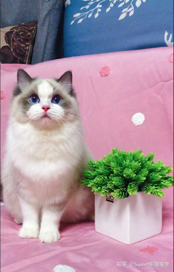 有哪些好看的布偶猫头像