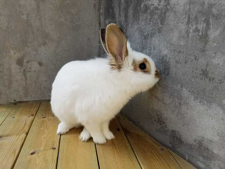 今天刚买了一只侏儒兔,放在家里味道有点大,请问哪种消毒或者除味用品