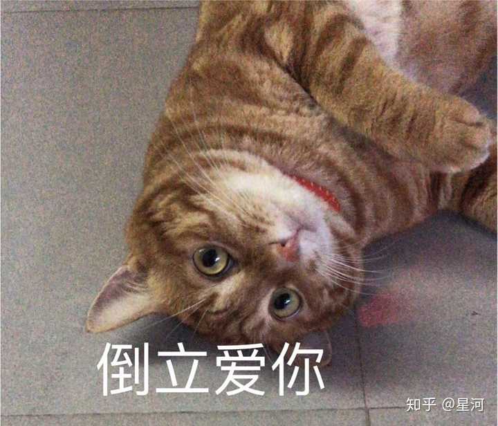 养土猫会遭人嫌弃吗?