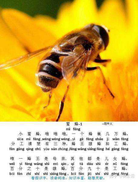 彩虹百科周四生物学课堂小蜜蜂翁嗡嗡飞到西来飞到东今天我们就来系统