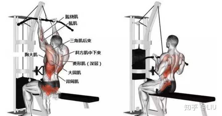 那么多的高位下拉握法,采取哪一种对背部肌肉刺激最好呢?