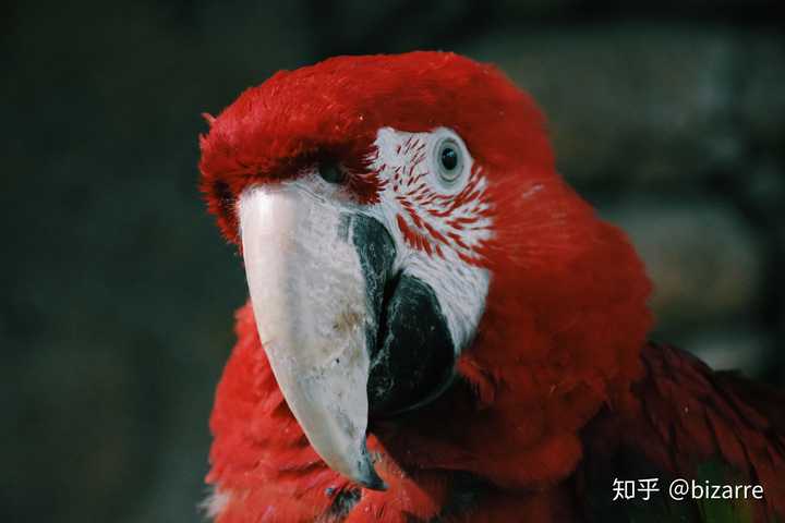 为什么说鹦鹉是长着翅膀的狗子,养鹦鹉到底有多欢乐呢?