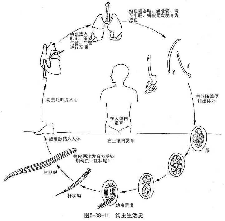 钩虫生活史