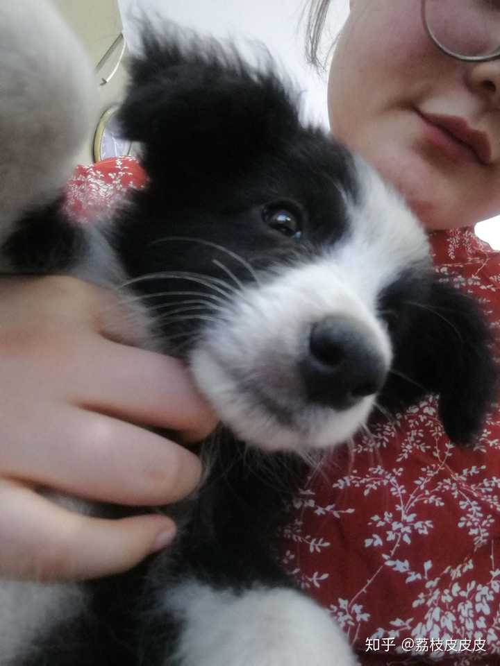 边境牧羊犬会很凶嘛?