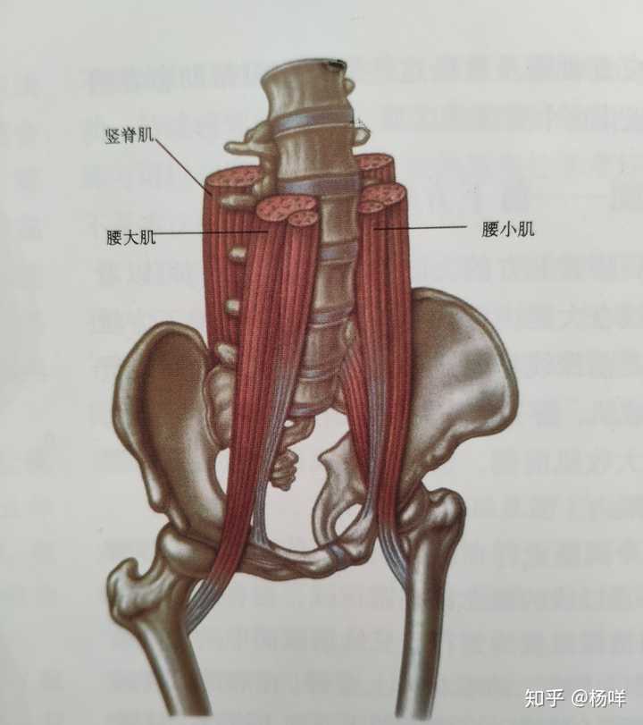 为什么久坐会导致腰肌劳损,而不是腰肌发达?