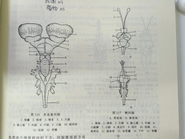 鱼有感觉吗?