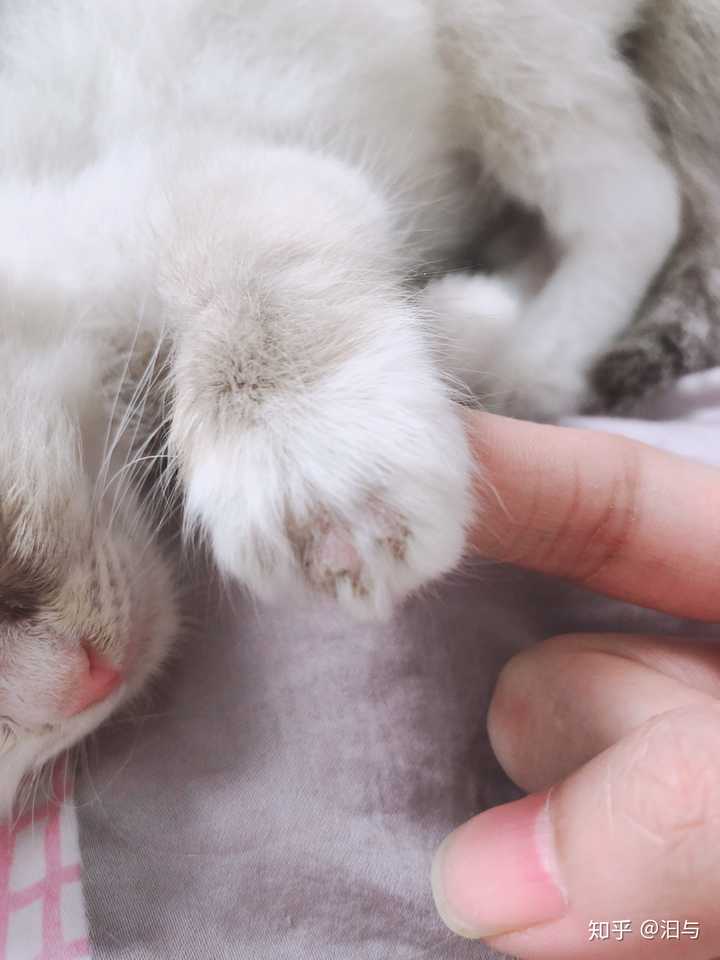 更新啊  小家伙脚上起猫癣了 看来需要隔离了啊