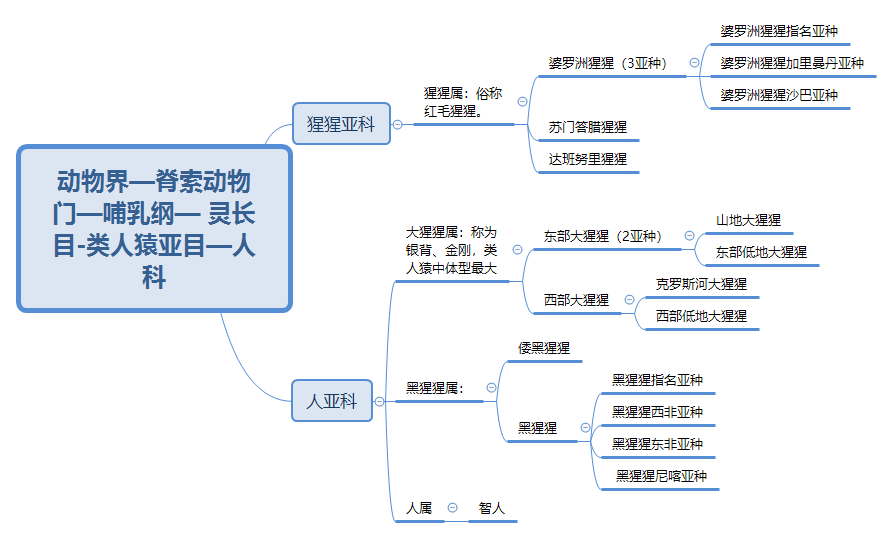 猩猩属增加新物种:达班努里猩猩.2.增加思维导图.