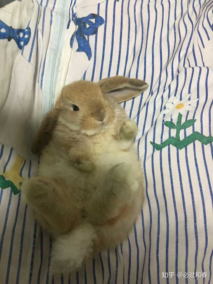 养垂耳兔是种什么体验?