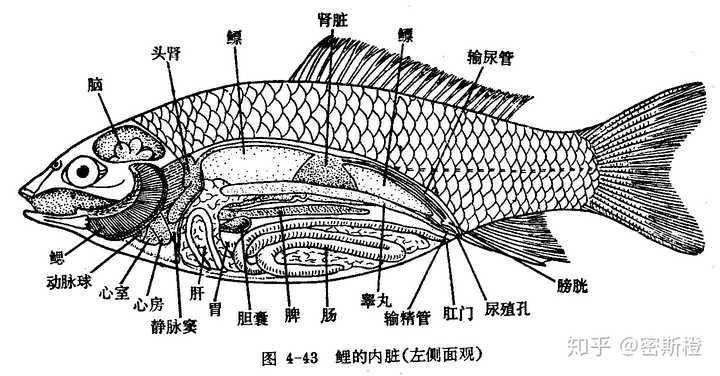 先放一张鱼类解剖图(半剖)