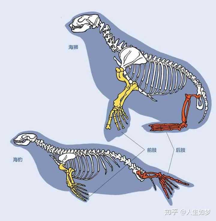 鳍脚类为什么要退化尾巴,而不是退化腿?