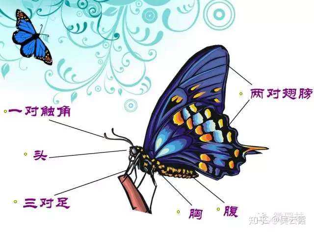 彩虹百科周四生物学课堂,今天给大家介绍美丽的蝴蝶.