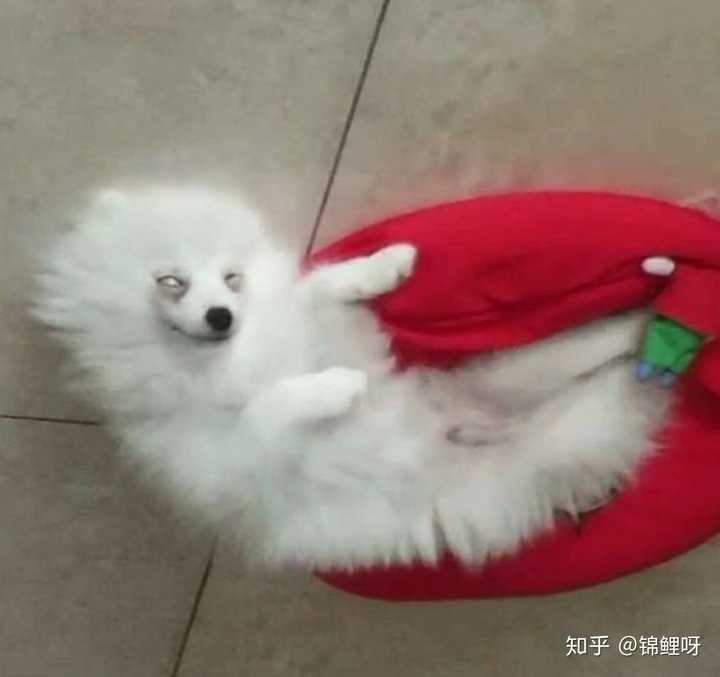 我买了个博美 看着有点不对劲 是不是不纯呀 她长大会