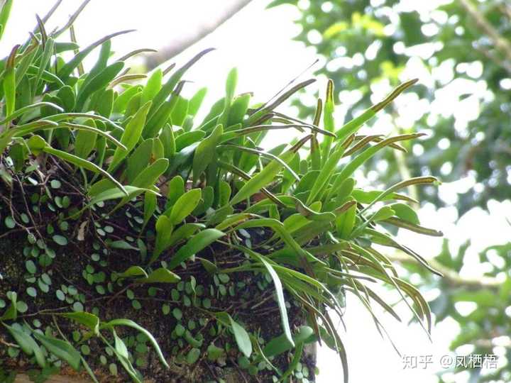 蕨类植物的生殖方式是什么?