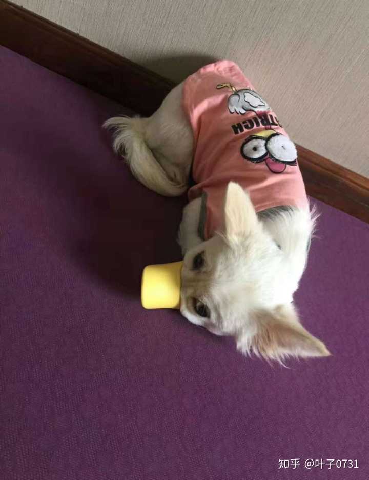 你收养的流浪动物与最初进门时相比有了哪些变化?