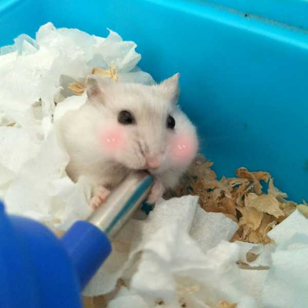 把药水拍得更萌?给仓鼠注射鸽子怎么注射图片