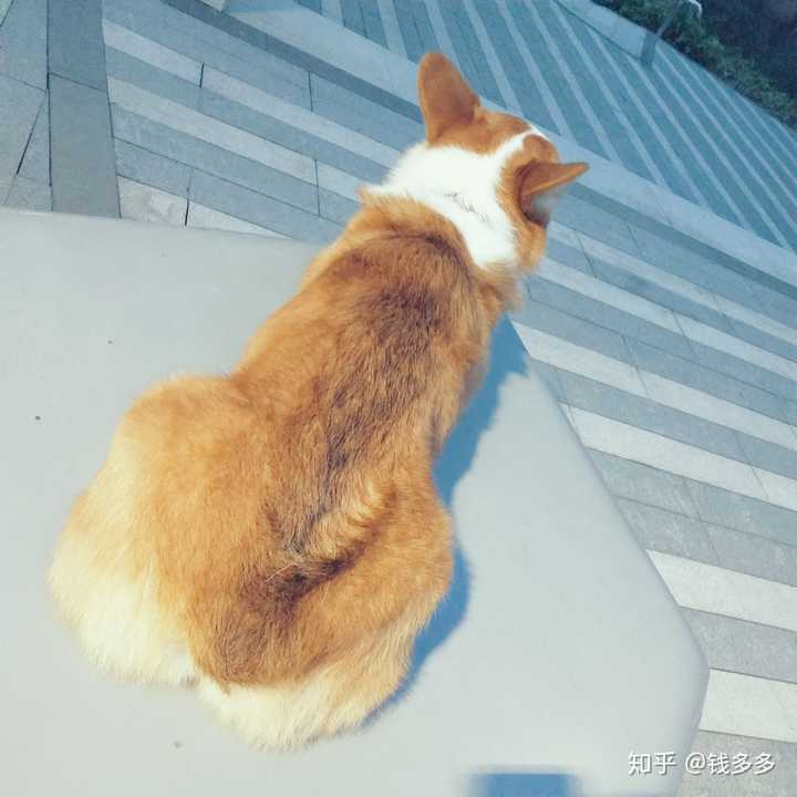 柴犬和柯基哪个好?