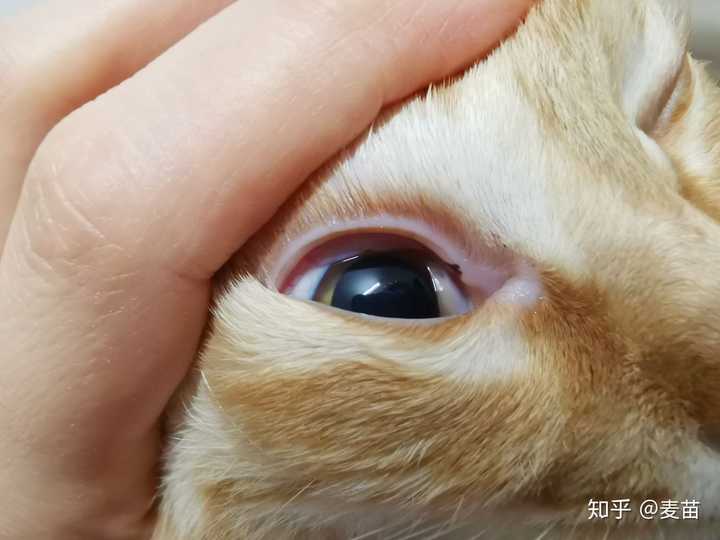 猫咪眼睑上有黑斑,是怎么回事?