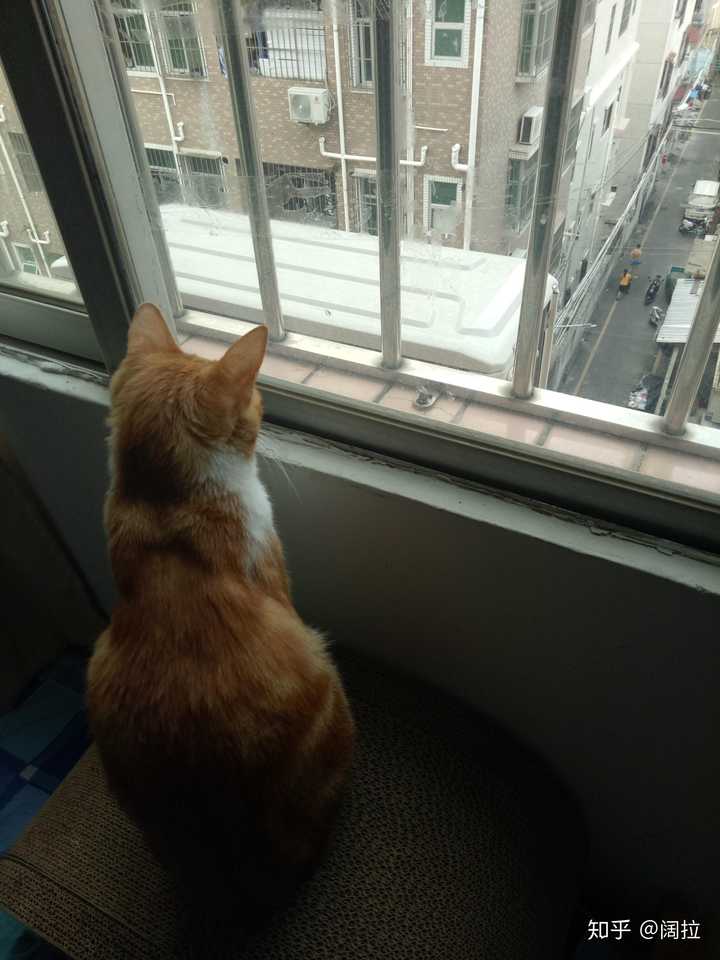 猫咪每天看着窗外是什么意思?