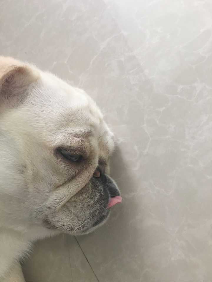 嘴巴下面经常有泡沫,像是中毒一样 累趴的大佬,藐视的眼神