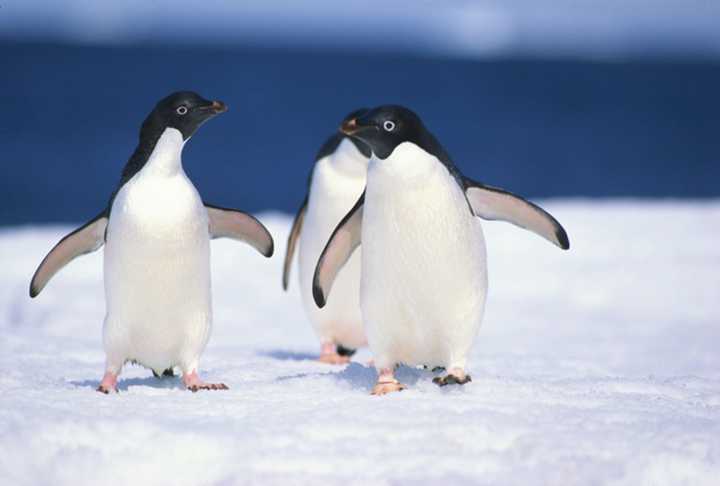阿德利企鹅的特点就是没有什么特点