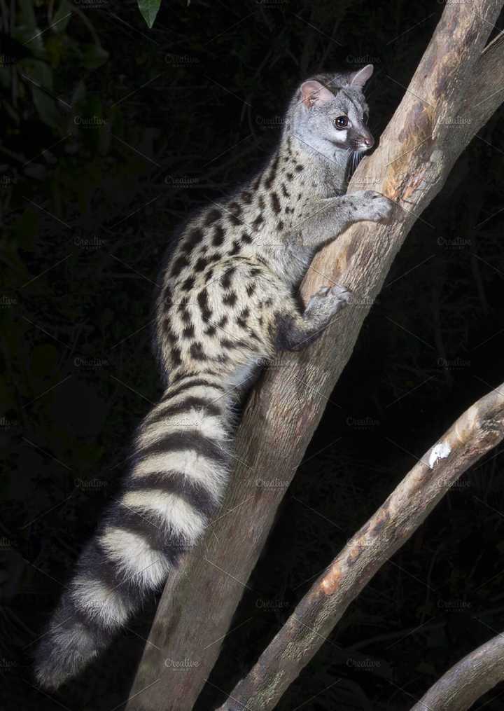 小斑獛(genetta genetta)