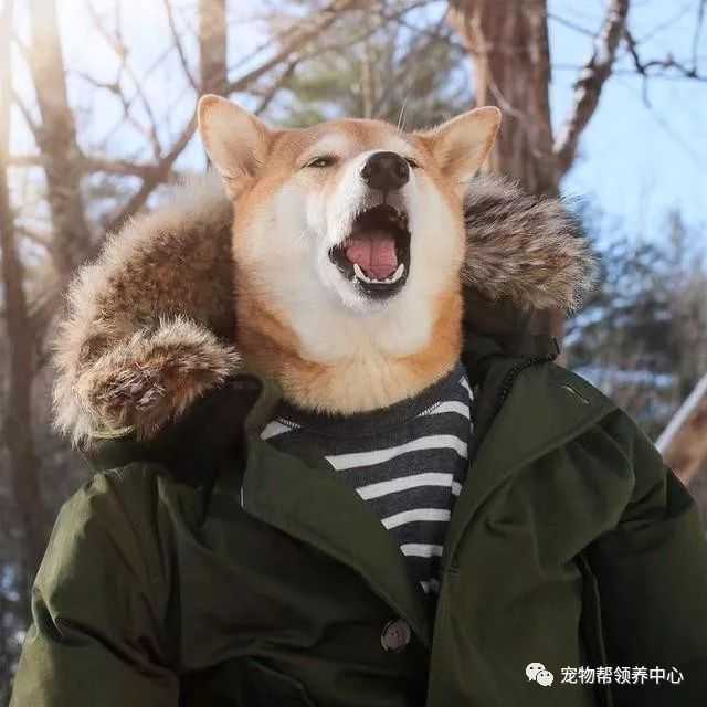 知乎大神有没有跟这个类似的柴犬穿衣服的头像?