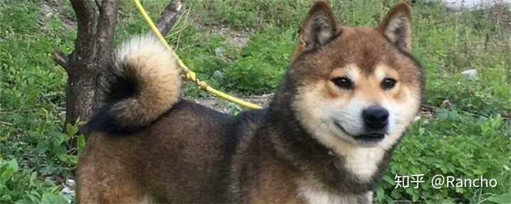 请问这只柴犬是黑柴吗?