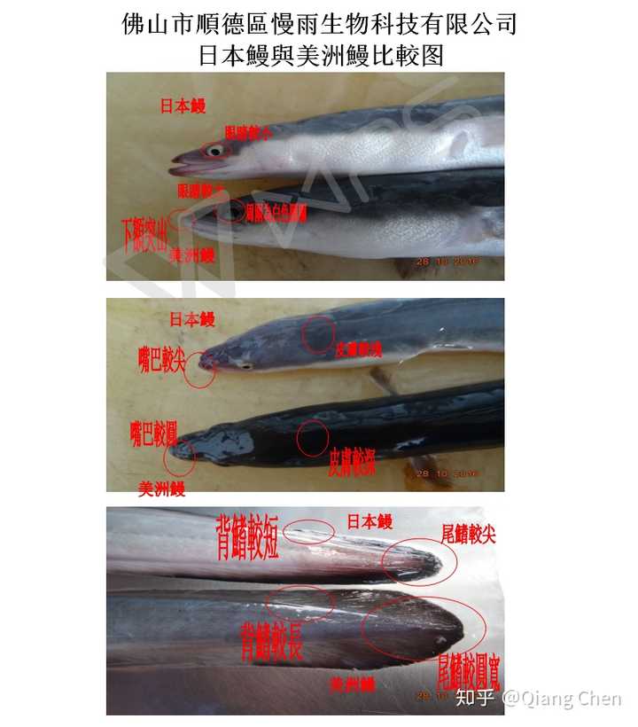 一般国内在售的鳗鱼为河鳗,而河鳗又分为三种:日本鳗,欧洲鳗及美洲鳗