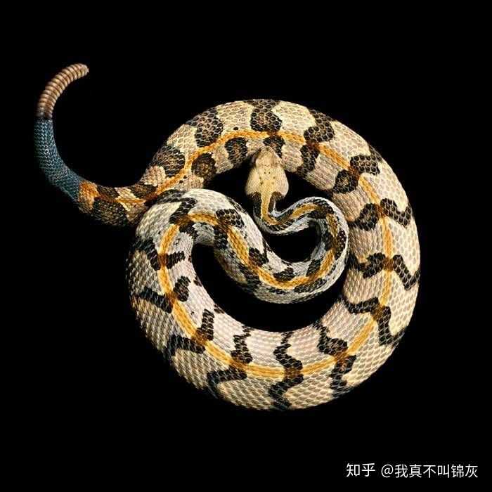 木纹响尾蛇