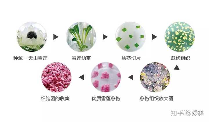 植物细胞培养技术(雪莲培养物)