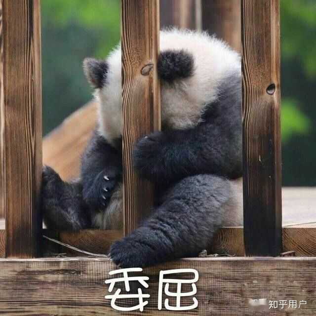 我我我 我尽力了