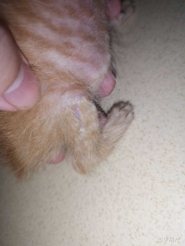 把一只刚出生的小奶猫一直养大是什么感觉?