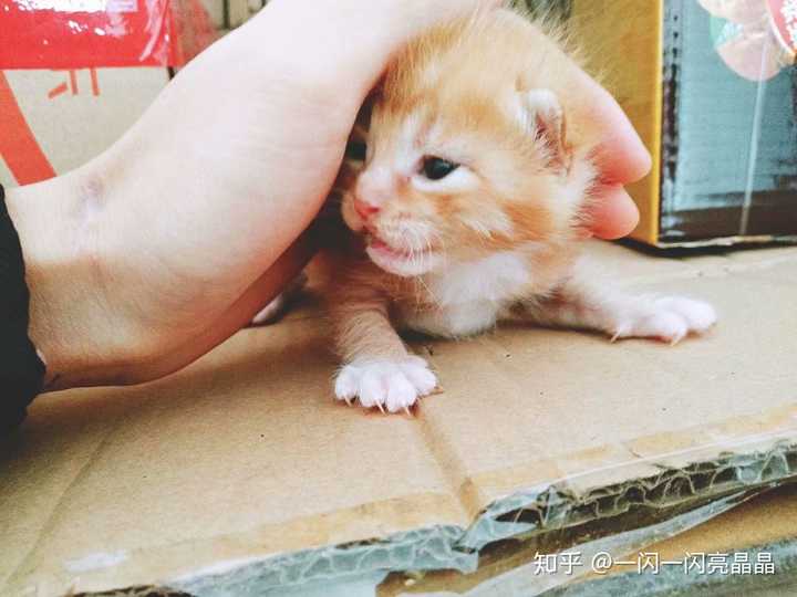 把一只刚出生的小奶猫一直养大是什么感觉?