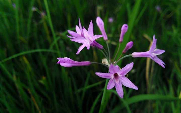 韭菜花(原产东亚地区)