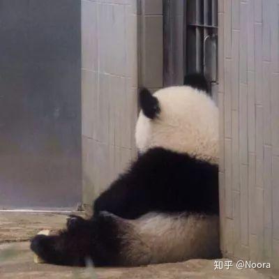 有什么能当头像的熊猫图片?