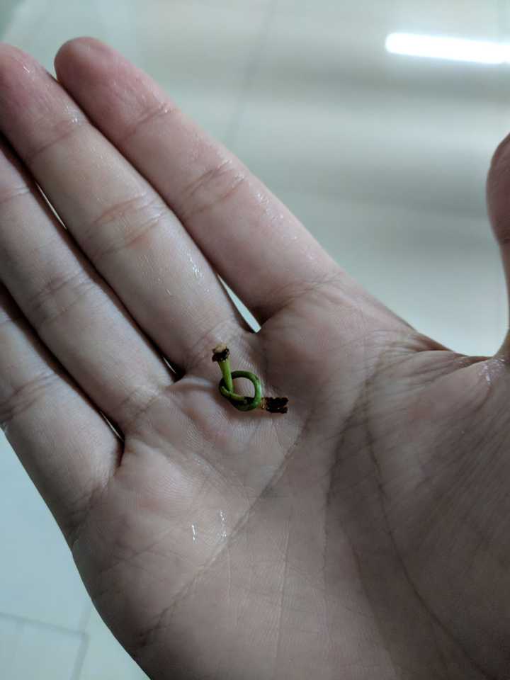 用舌头给樱桃梗打结